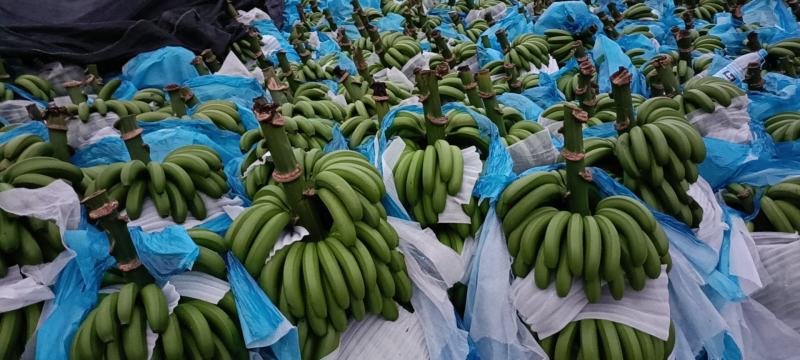 云南香甜山地蕉