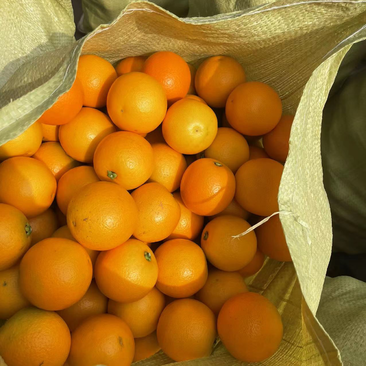 麻阳冰糖橙大量现货，产地直发，社区团购，电商等