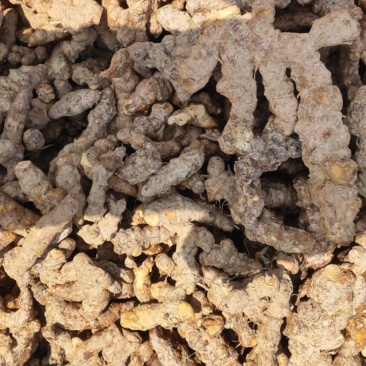 野生土茯苓白肉不变色无硫不打药新鲜现挖