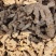 野生土茯苓白肉不变色无硫不打药新鲜现挖