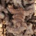 野生土茯苓白肉不变色无硫不打药新鲜现挖