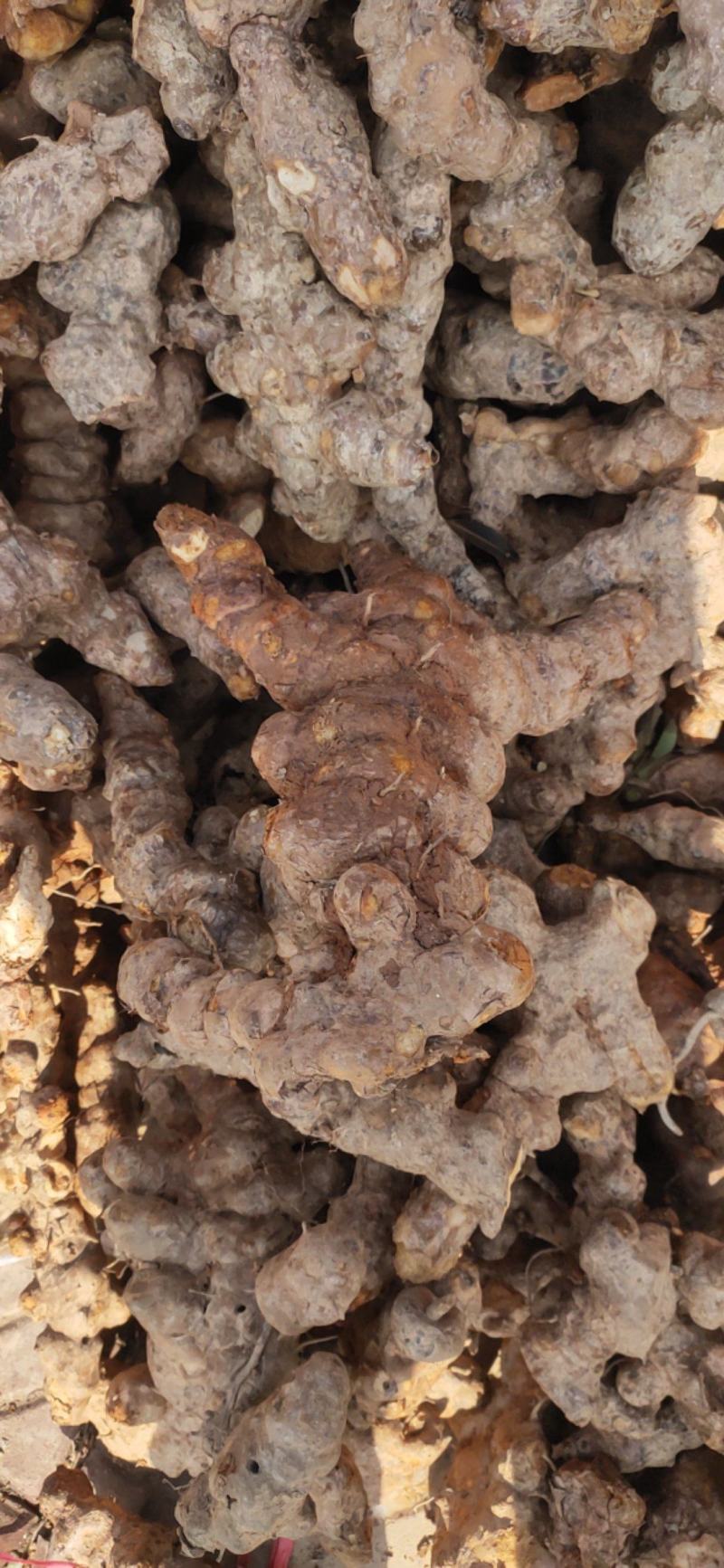 野生土茯苓白肉不变色无硫不打药新鲜现挖