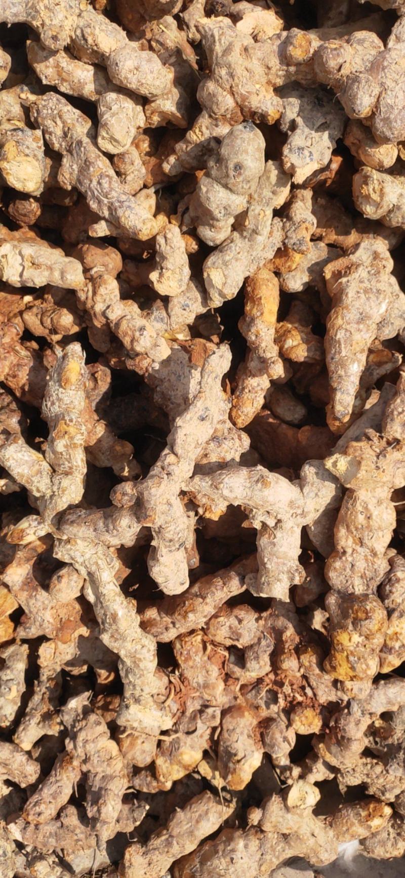 野生土茯苓白肉不变色无硫不打药新鲜现挖