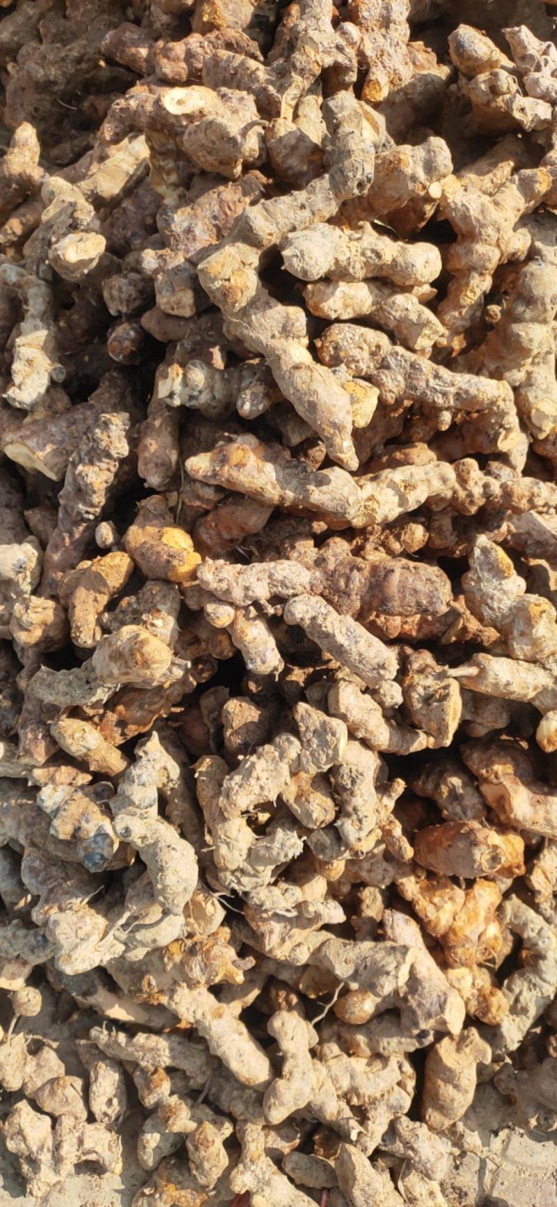 野生土茯苓白肉不变色无硫不打药新鲜现挖