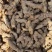 野生土茯苓白肉不变色无硫不打药新鲜现挖