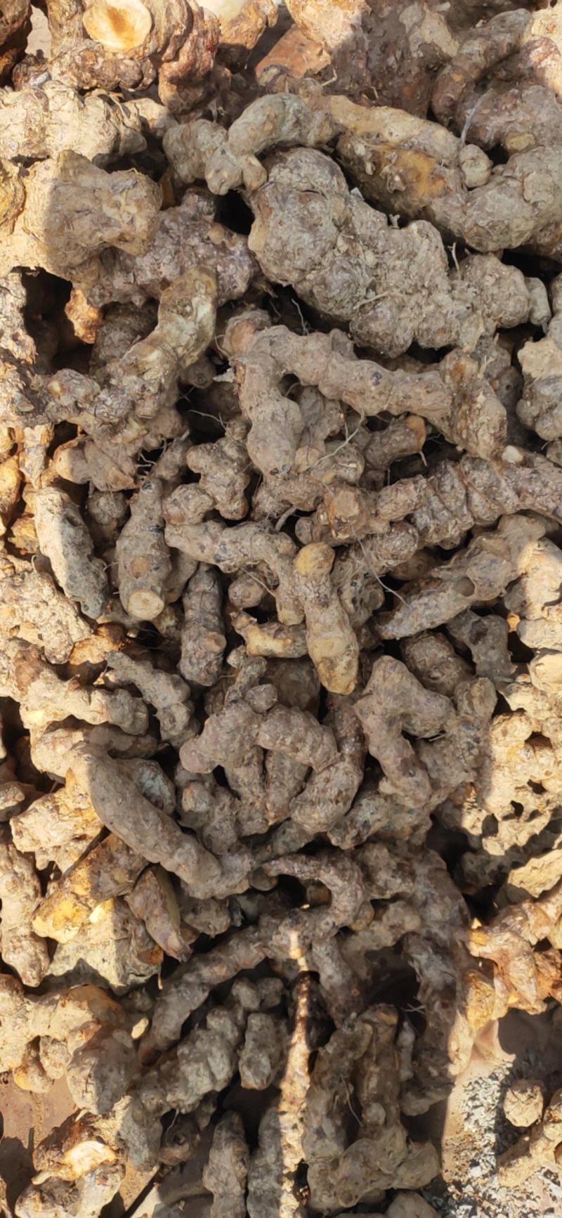野生土茯苓白肉不变色无硫不打药新鲜现挖