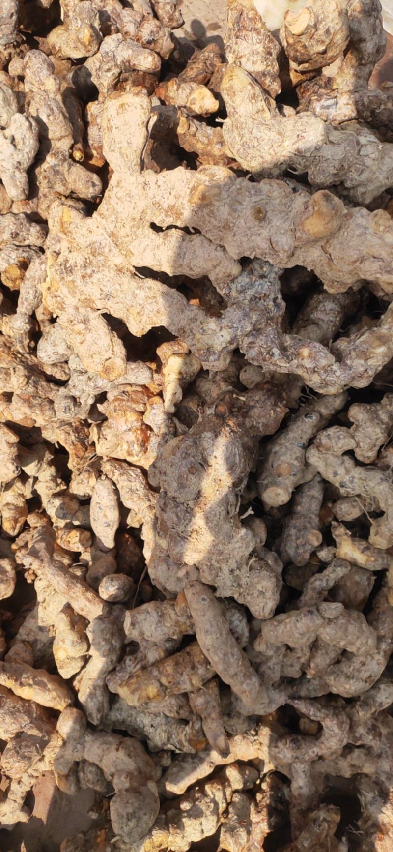 野生土茯苓白肉不变色无硫不打药新鲜现挖