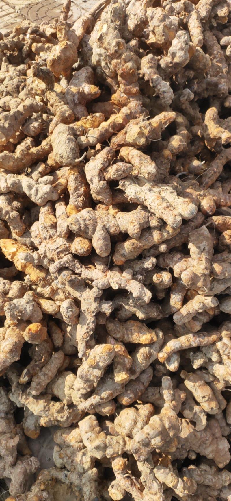 野生土茯苓白肉不变色无硫不打药新鲜现挖
