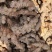 野生土茯苓白肉不变色无硫不打药新鲜现挖