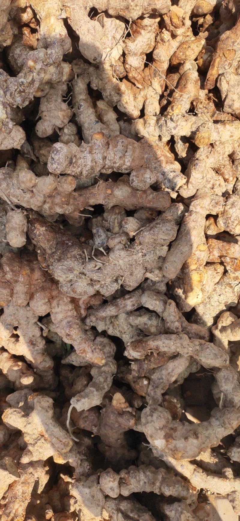 野生土茯苓白肉不变色无硫不打药新鲜现挖