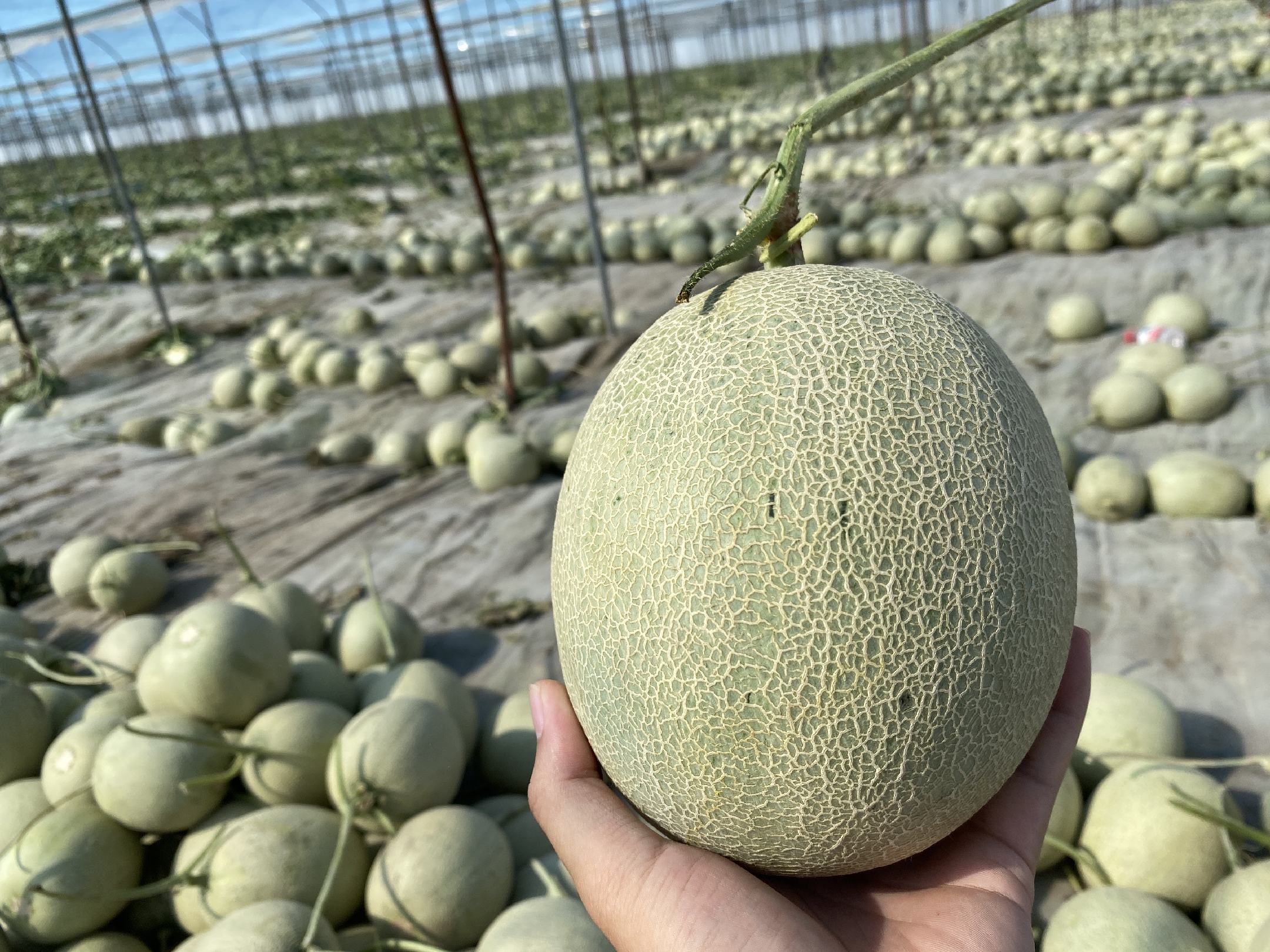 哈密瓜果实成熟时贴近地面的状态