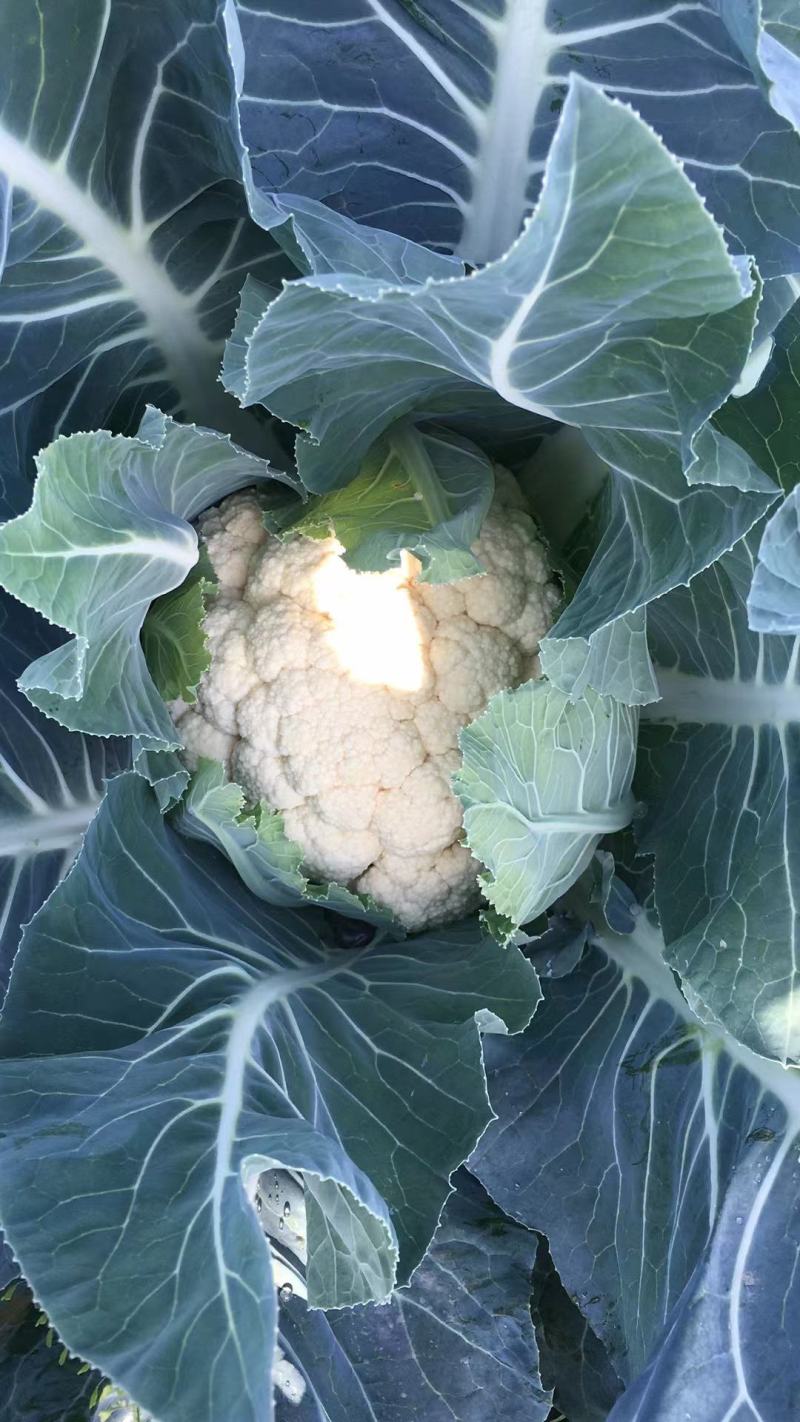精品有机菜花，现摘现发，崇明岛有机花菜，崇明区花基地直供