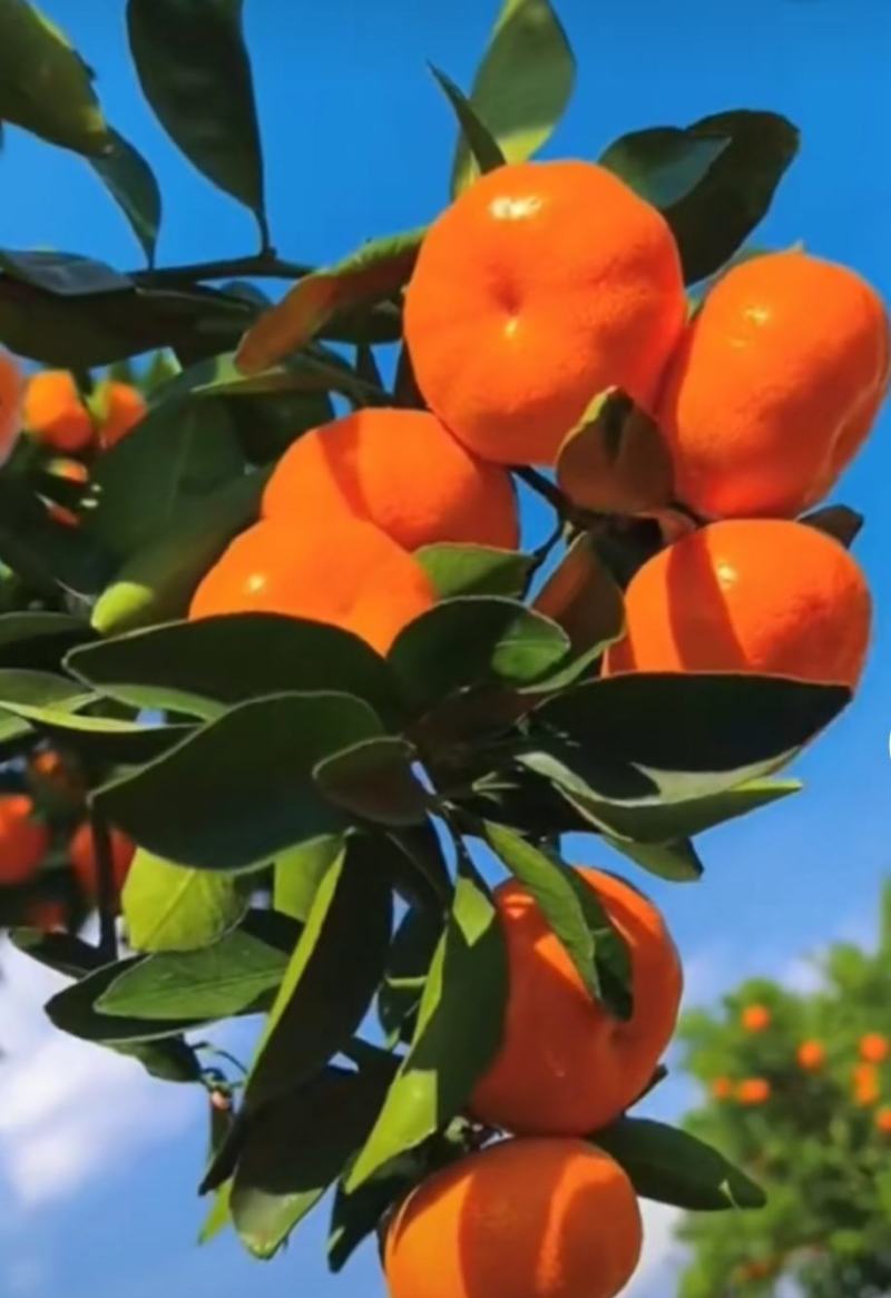 广西砂糖橘，皮薄多汁，无渣无核，产地一手货源