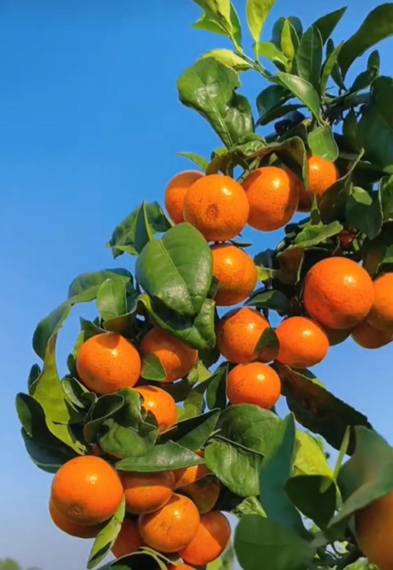 广西砂糖橘，皮薄多汁，无渣无核，产地一手货源