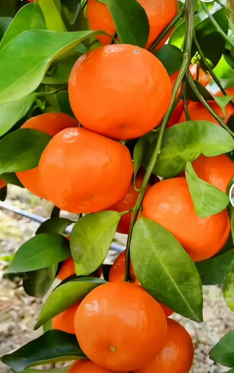 广西砂糖橘，皮薄多汁，无渣无核，产地一手货源