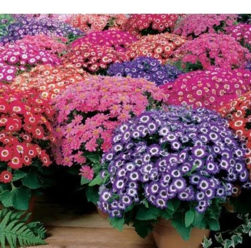 瓜叶菊种子庭院花卉春播花种子室内阳台易种花籽室内种孑花种
