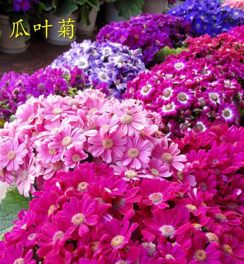 瓜叶菊种子庭院花卉春播花种子室内阳台易种花籽室内种孑花种