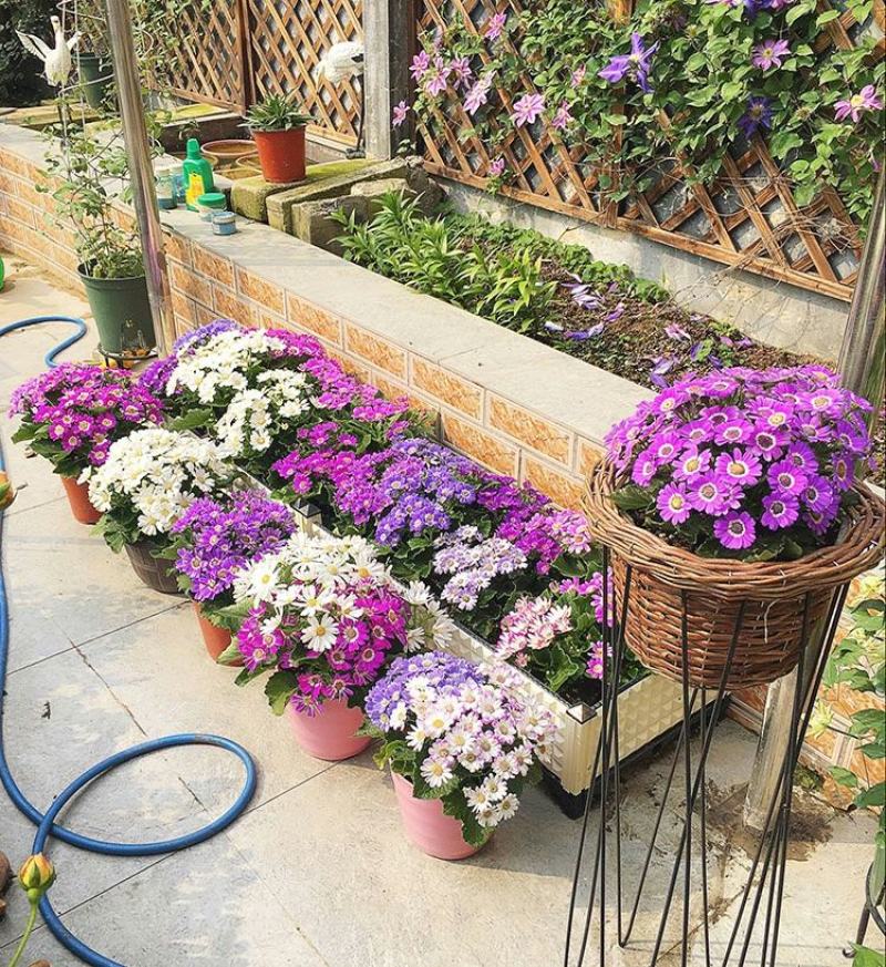 瓜叶菊种子庭院花卉春播花种子室内阳台易种花籽室内种孑花种