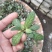 白背草白花地胆头干货