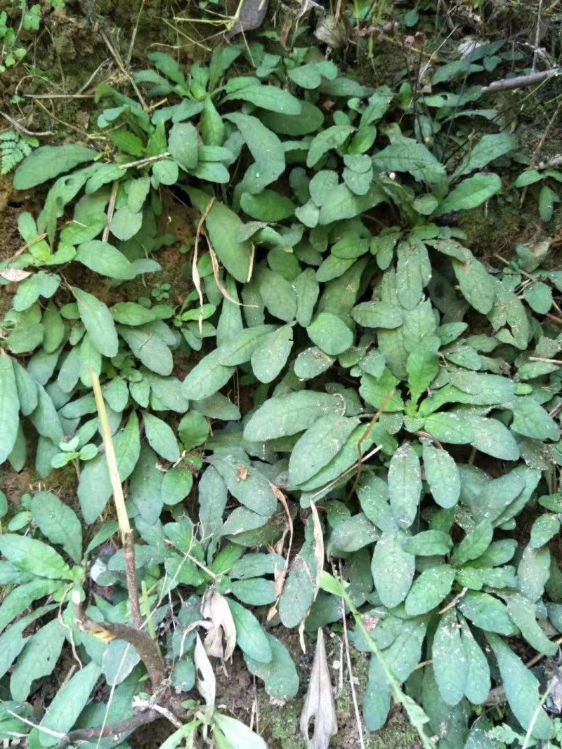 白背草白花地胆头干货