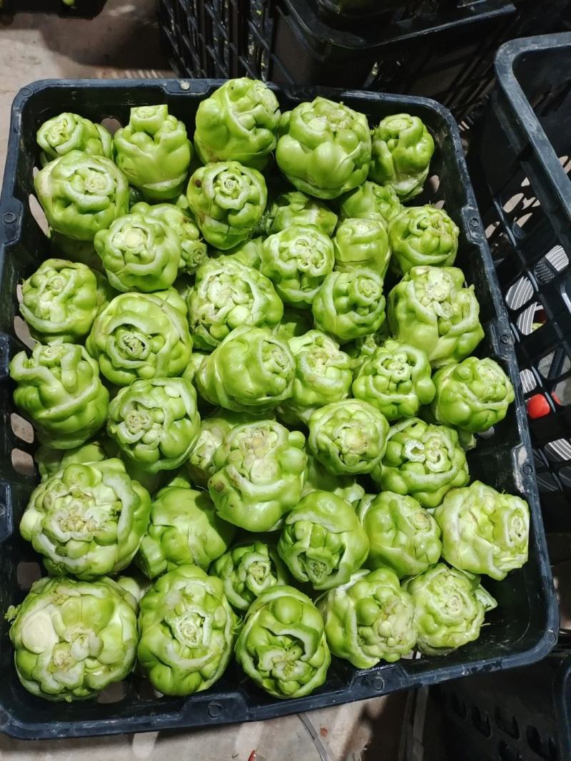 【推荐】四川榨菜头大量上市基地直发需要的老板欢迎咨询