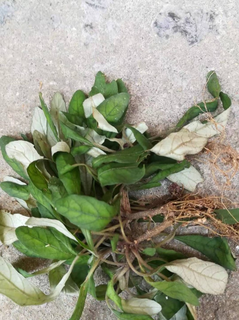 白背草白花地胆头干货