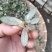 白背草白花地胆头干货