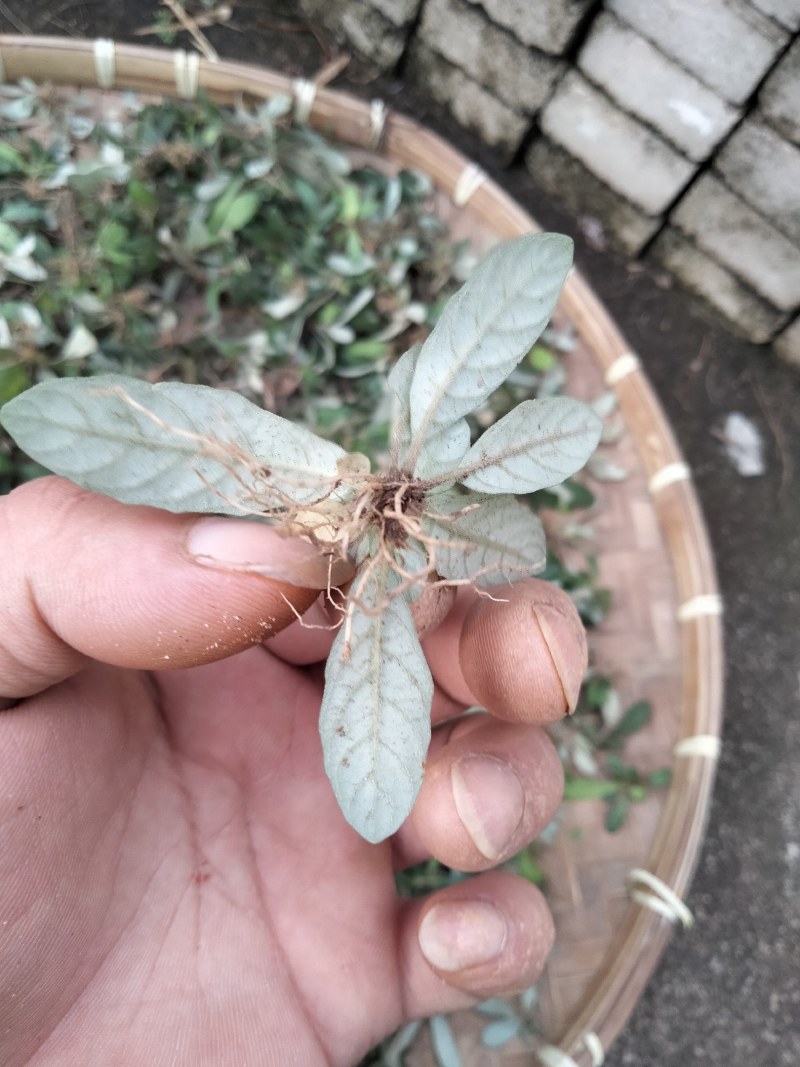 白背草白花地胆头干货