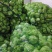 【推荐】四川榨菜头大量上市基地直发需要的老板欢迎咨询