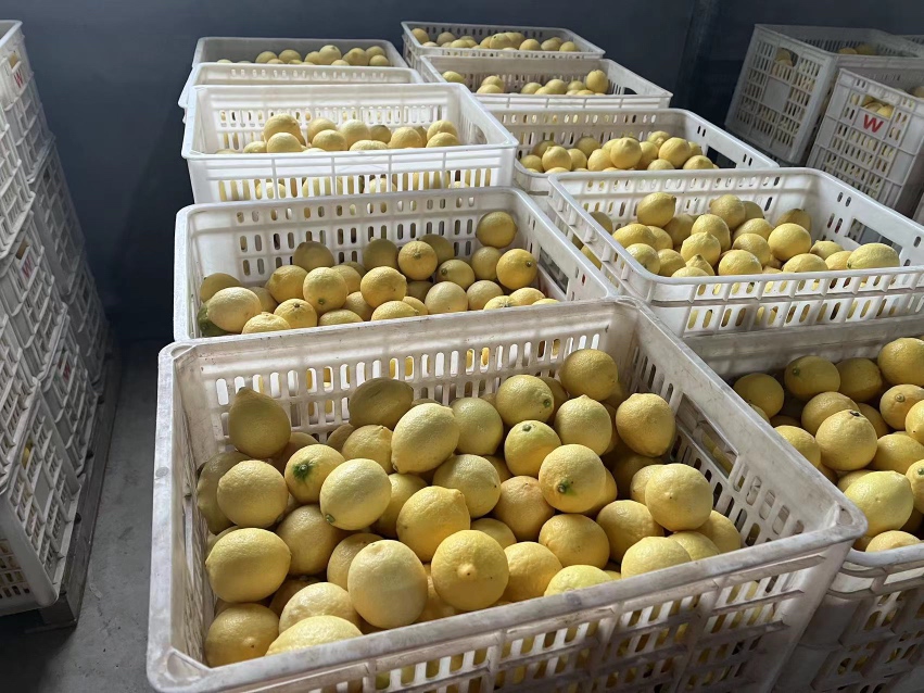 展示新鲜柠檬切片与白糖混合装瓶的过程 白糖泡柠檬的制作过程