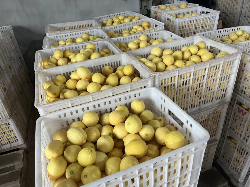 柠檬切片整齐排列在托盘上,准备放入冷冻室 柠檬切片冷冻保存示意图