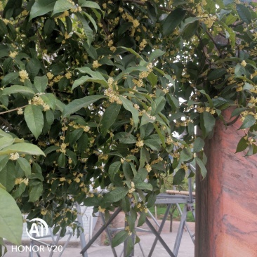 【精品推荐】大量低售金桂丹桂，工程用桂花树，占地桂花树