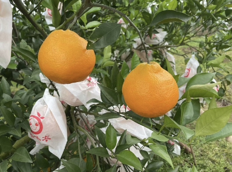耙耙柑