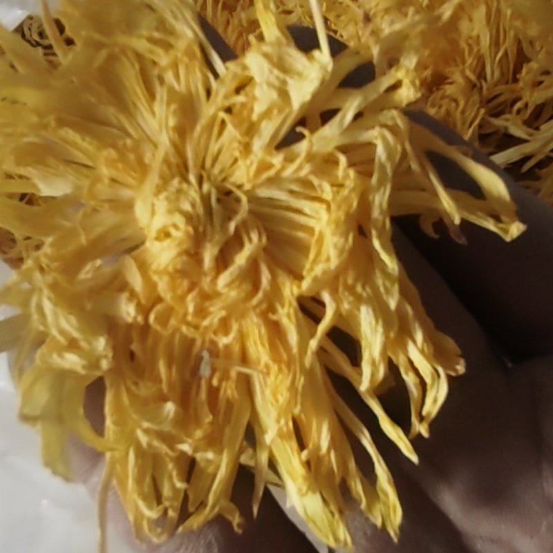 金丝黄菊