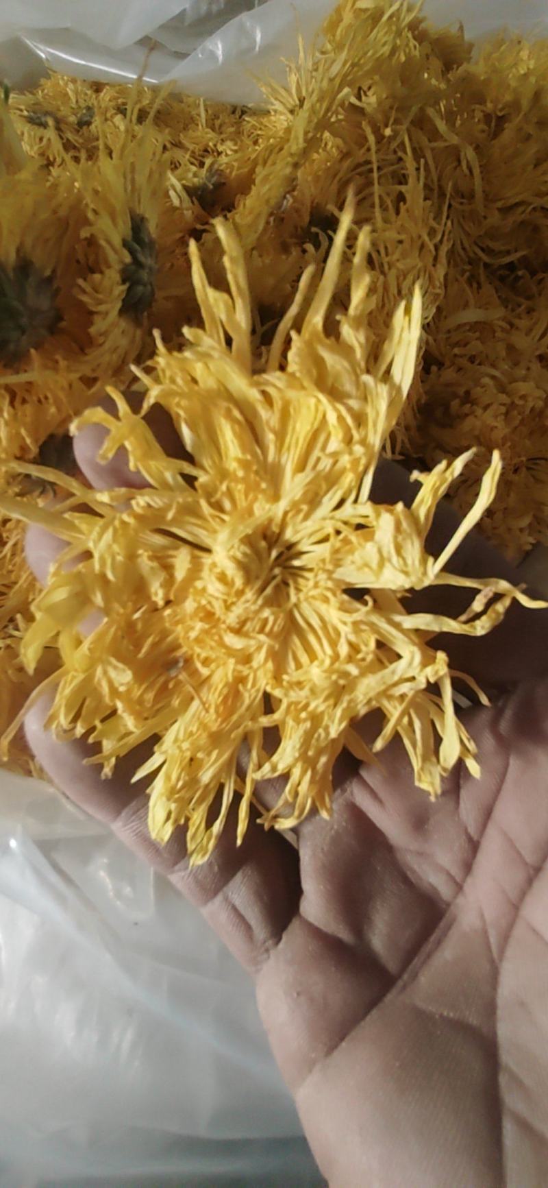 金丝黄菊