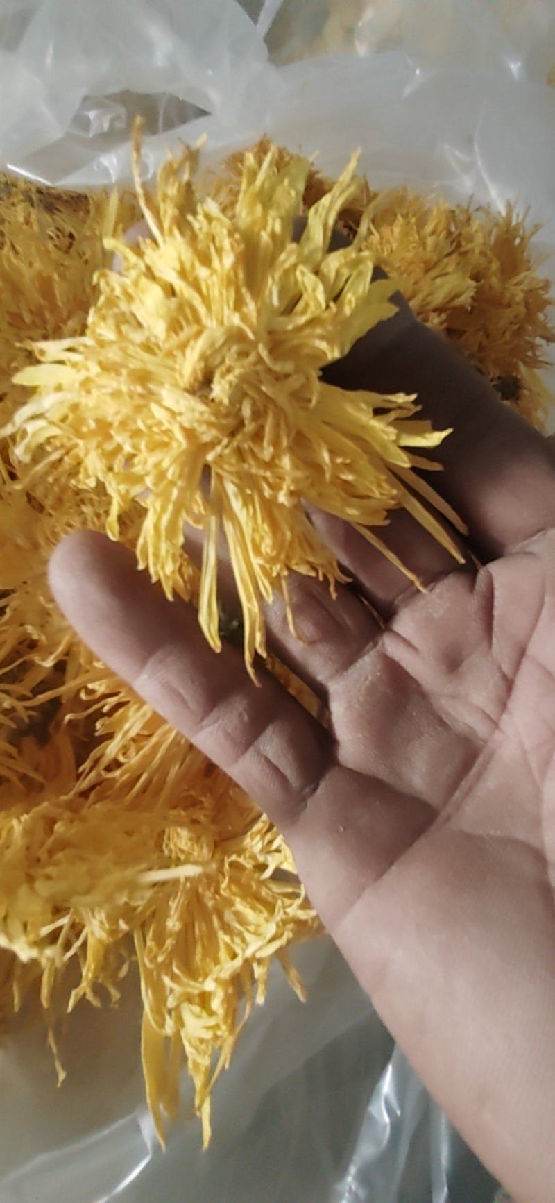 金丝黄菊