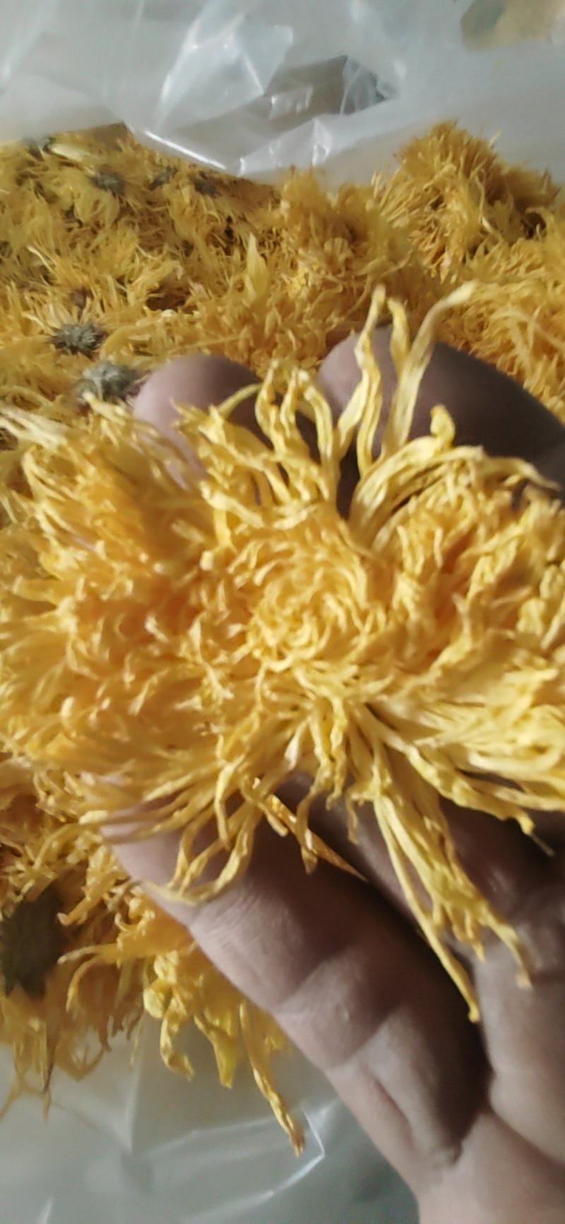 金丝黄菊