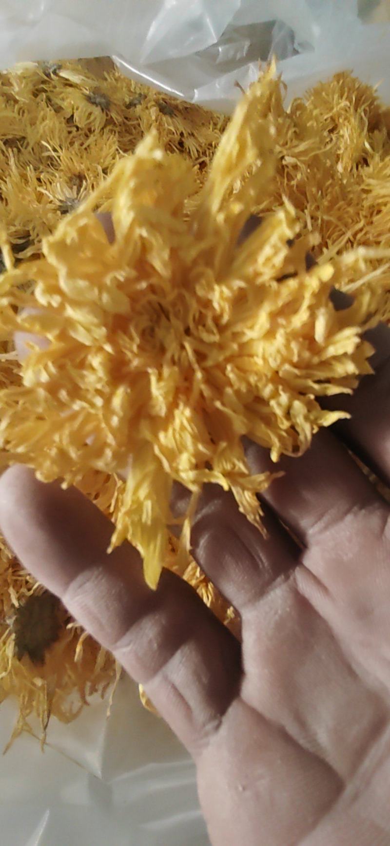 金丝黄菊