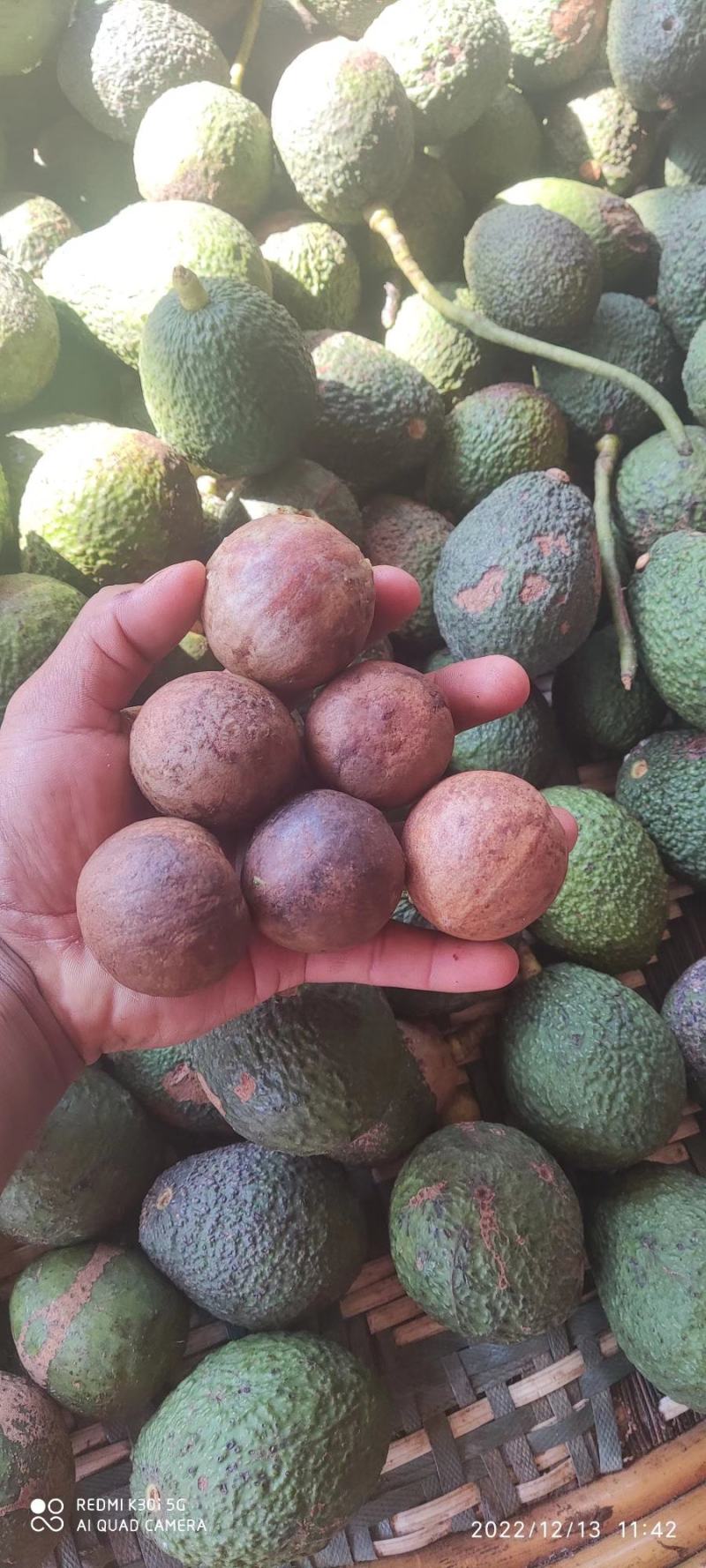 墨西哥牛油果种子