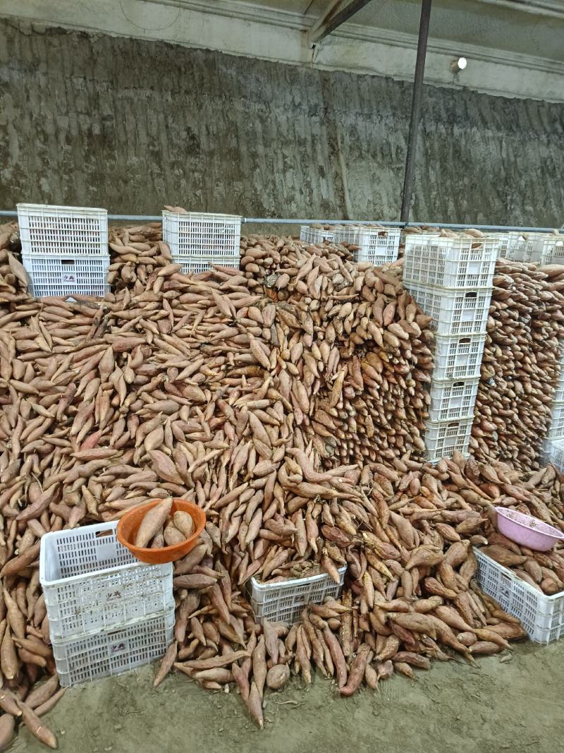 大量烟薯