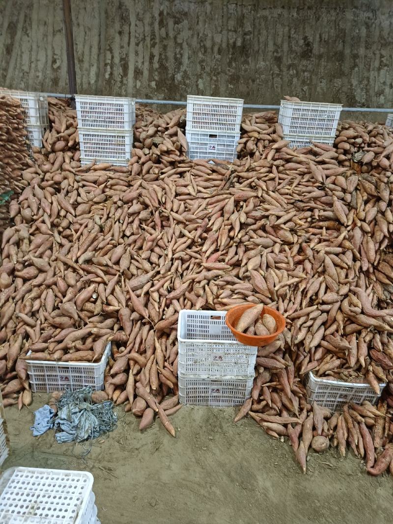 大量烟薯