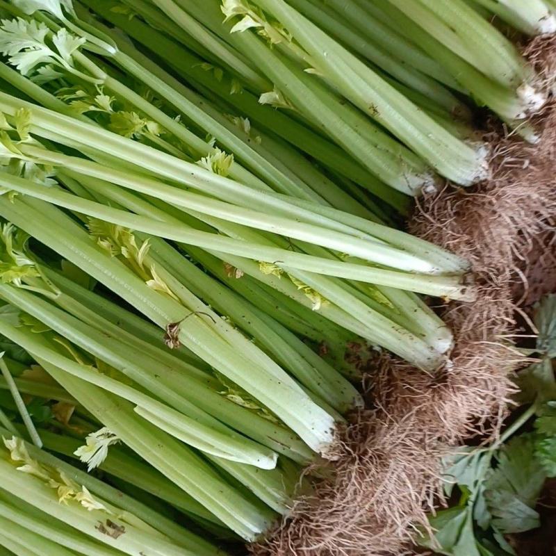 芹菜文图啦小颗西芹大量上市货源充足