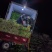 芹菜文图啦小颗西芹大量上市货源充足