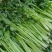 芹菜文图啦小颗西芹大量上市货源充足
