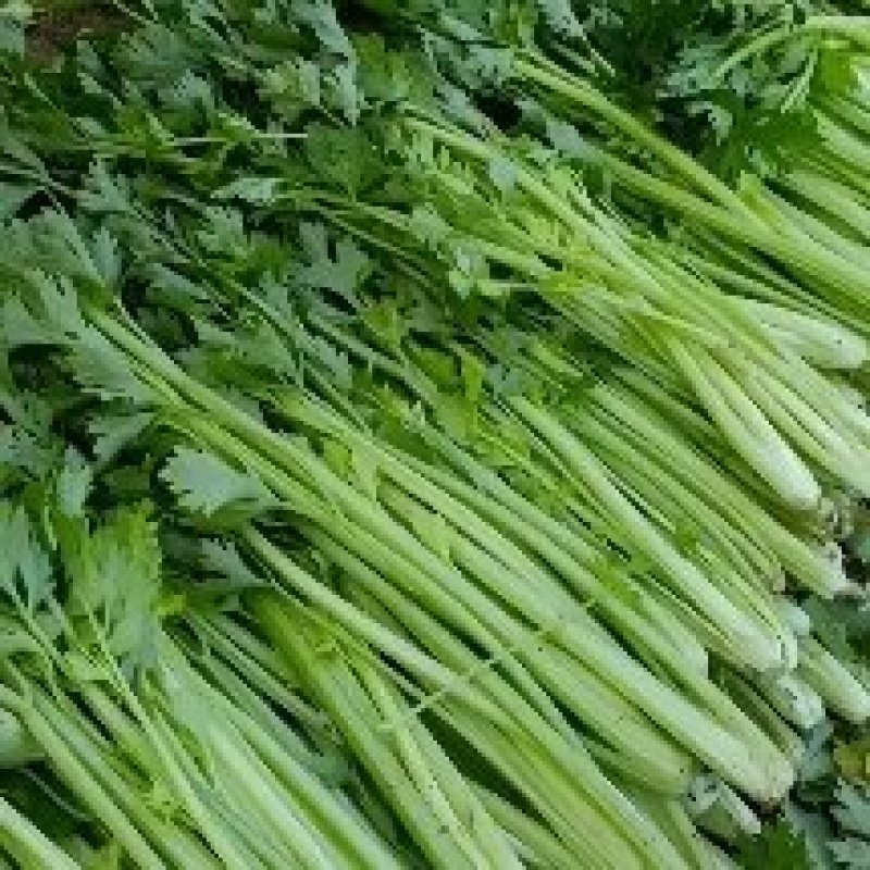 芹菜文图啦小颗西芹大量上市货源充足