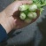 芹菜文图啦小颗西芹大量上市货源充足