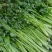 芹菜文图啦小颗西芹大量上市货源充足