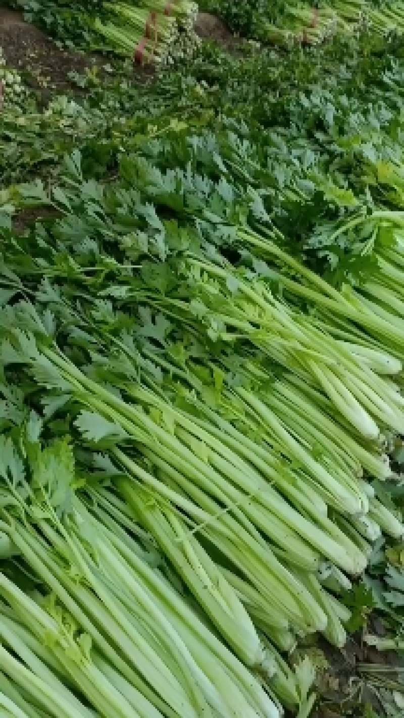 芹菜文图啦小颗西芹大量上市货源充足