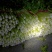 芹菜文图啦小颗西芹大量上市货源充足