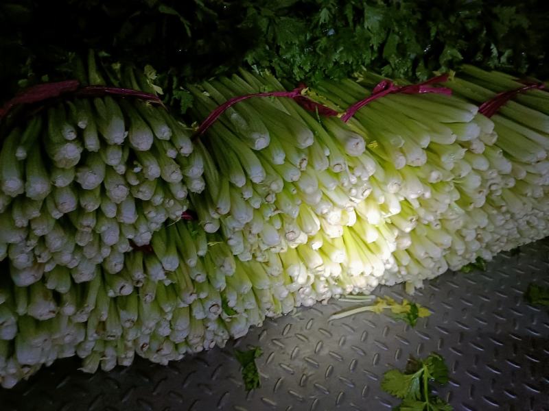 芹菜文图啦小颗西芹大量上市货源充足